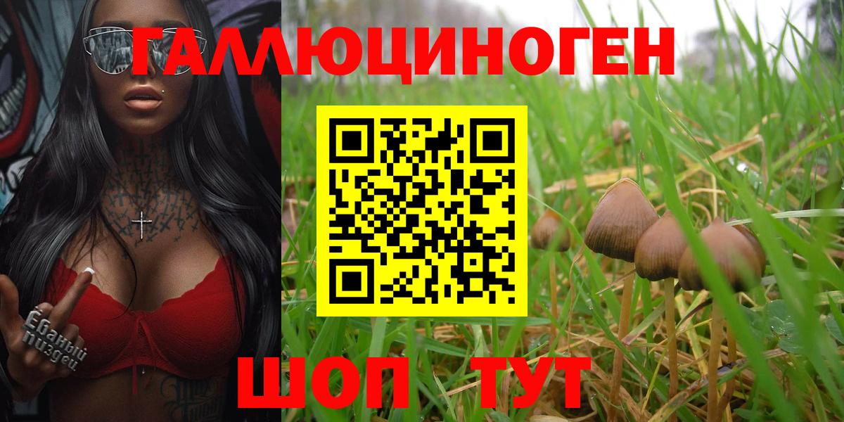 Галлюциногенные грибы Psilocybe Пугачёв
